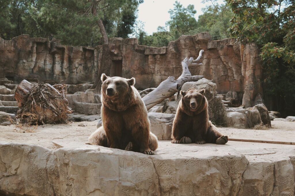 rencontrer animaux