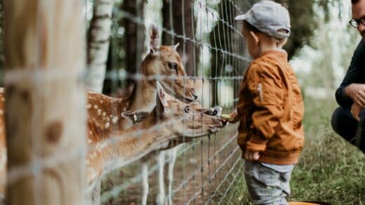 enfants parc animalier